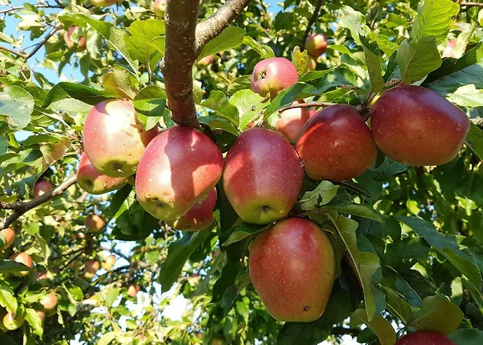 Appartamento Apfelbluete Bad Feilnbach
